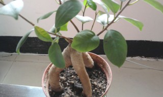 榕树什么季节换盆 榕树哪个季节换盆好