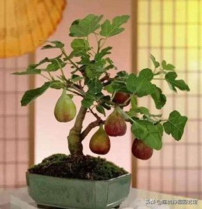 无花果什么时候换盆最好 盆栽无花果树最佳换盆时间