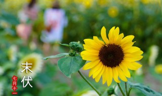 观赏向日葵怎么种 观赏向日葵如何种