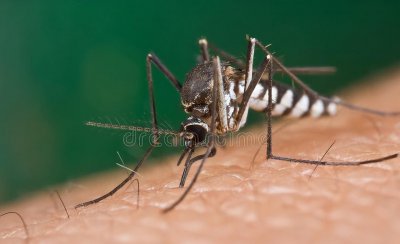 为什么蚊子不灭绝 不能把蚊子全部灭绝的真实原因