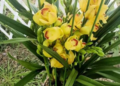 夏天如何养好兰花 夏天怎么养兰花长势旺