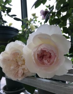 波莱罗月季的优缺特点 灌木月季波莱罗株型美 勤花香味浓