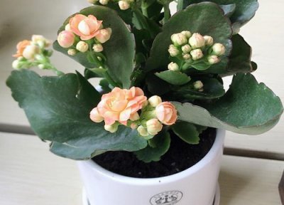 剪下来长寿花叶片如何扦插 剪下的长寿花枝干如何扦插