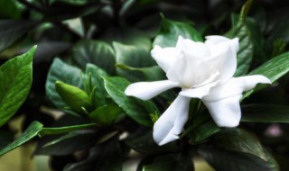 栀子花的意思 栀子花的寓意