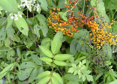 接骨草果实直接吃 接骨草果实能直接吃吗