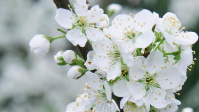 李子树开花不结果是什么原因造成的 7个解决方法分享