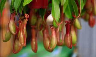 猪笼草适合在什么季节播种 猪笼草适合在哪个季节播种