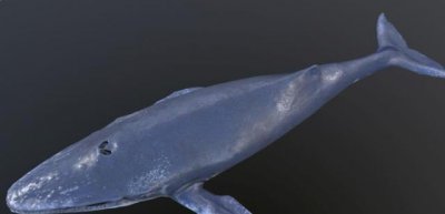 大白鲨身上为什么都是附着物 身上经常吸附着的小鱼