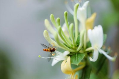 金银花为什么叫忍冬 植物金银花的忍冬是什么意思