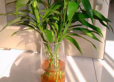 水养富贵竹为什么不生根 我养的富贵竹不长根还变黄了