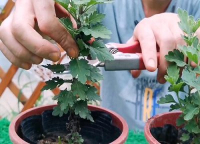 菊花夏天可以剪枝吗 什么时候剪枝不影响开花