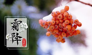 霜降时节的水果 霜降水果介绍