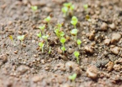 多肉发芽环境 多肉怎么发芽快