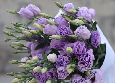 桔梗花语和寓意 桔梗的花语是什么