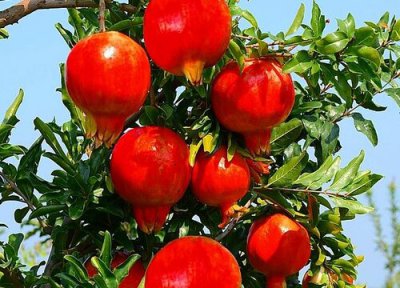 院子里面种什么果树最适合 家庭院子栽什么果树风水好