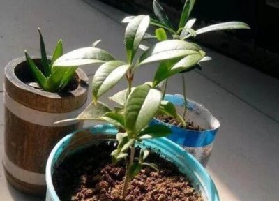 九里香扦插繁殖 九里香可以扦插繁殖吗