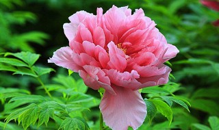 牡丹花的象征意义有哪些 牡丹代表什么