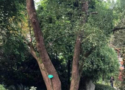 樟树的功效 樟树有什么作用