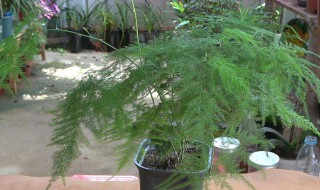 文竹什么季节适合修剪 文竹什么时候适合修剪