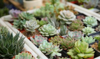 室外中型植物盆景有哪些 适合盆景种植的植物的有哪些