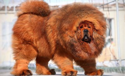 藏獒一生只认一个主人吗 藏獒是不是最忠诚的犬类