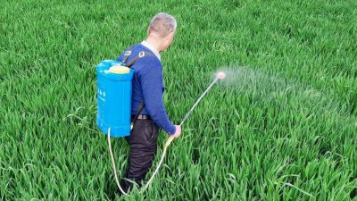 小麦控旺药什么时候打合适 小麦控旺最佳时期是三月几号