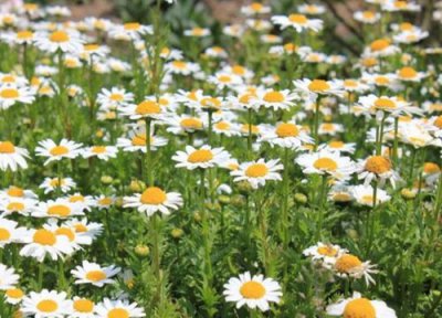 白晶菊的花语和寓意 开花意味着什么含义