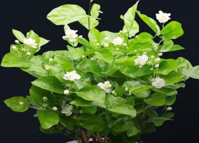 茉莉花怎么养最正确 需要掌握哪些养护技巧