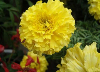 黄色康乃馨花语代表什么意思 黄康乃馨的象征意义