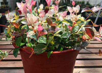 硌石花开花有毒吗 可以放在室内养吗