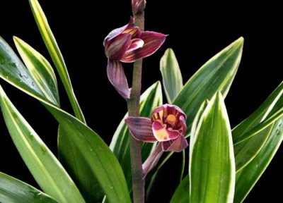 兰花叶子变黄怎么回事 兰花叶片发黄如何恢复绿叶快