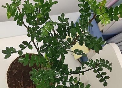 清香木耐寒 清香木怎么过冬天