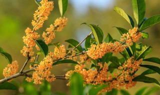 适合庭院盆栽的树种有哪些 适合庭院盆栽的树种有什么