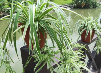 家里放几盆吊兰才吉利 吊兰放家里哪个位置风水好