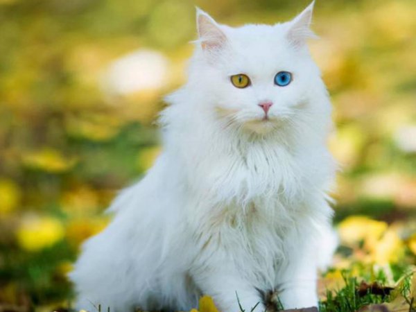 漂亮的猫咪品种大全及图片