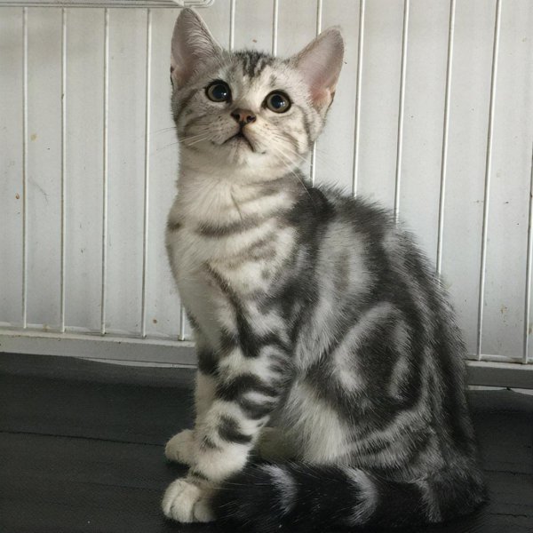 漂亮的猫咪品种大全及图片