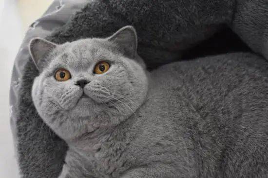 漂亮的猫咪品种大全及图片