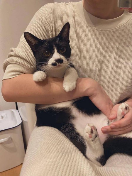 漂亮的猫咪品种大全及图片