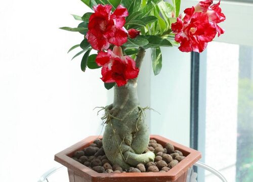 沙漠玫瑰新叶畸形的原因有哪些