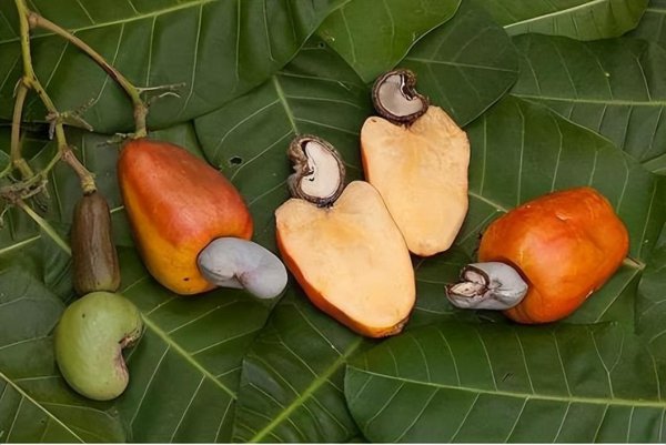 腰果产地是哪个地方