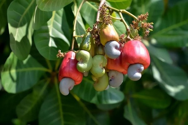 腰果产地是哪个地方