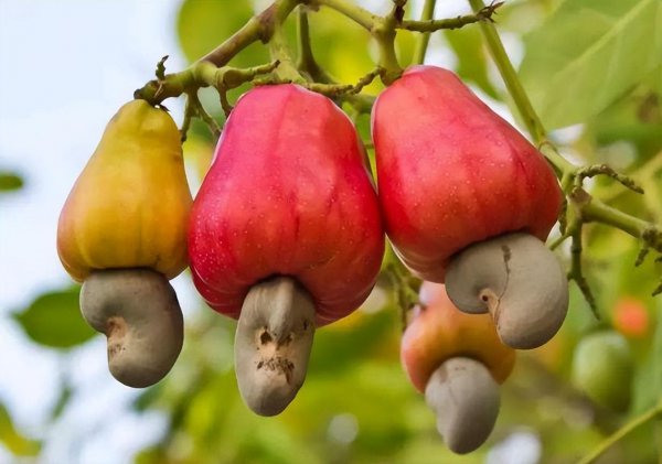 腰果产地是哪个地方