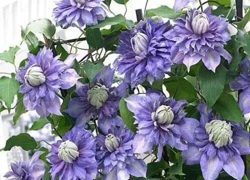 最好养的铁线莲排名