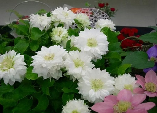 最好养的铁线莲排名