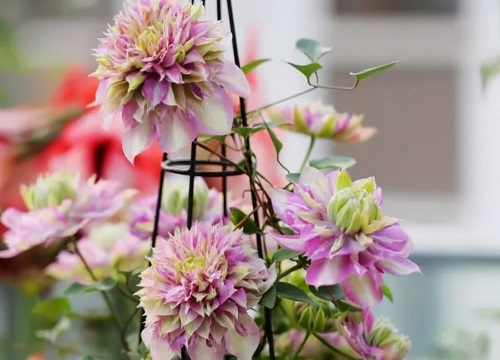 最好养的铁线莲排名