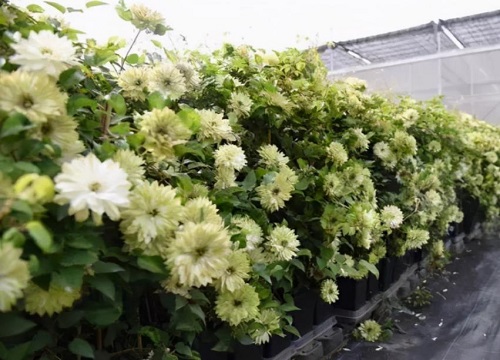 最好养的铁线莲排名