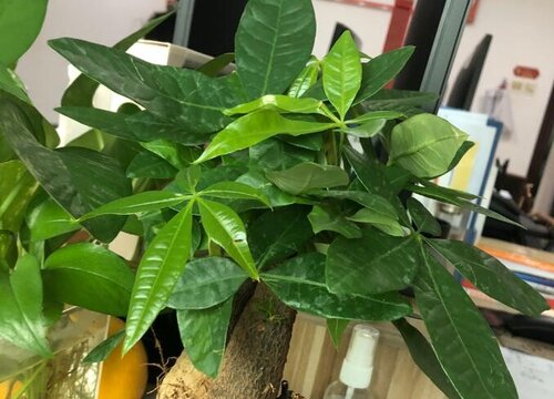 发财树如何浇水叶片油绿