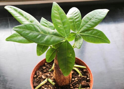 发财树如何浇水叶片油绿