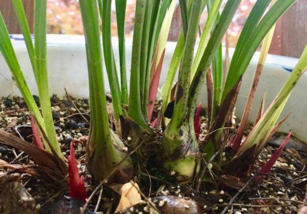 兰花施肥的正确方法和用什么肥