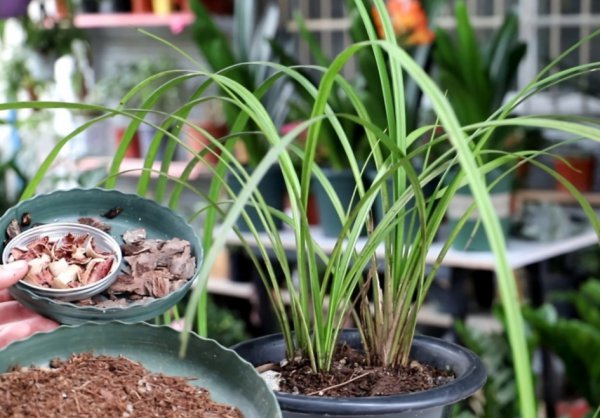 兰花施肥的正确方法和用什么肥